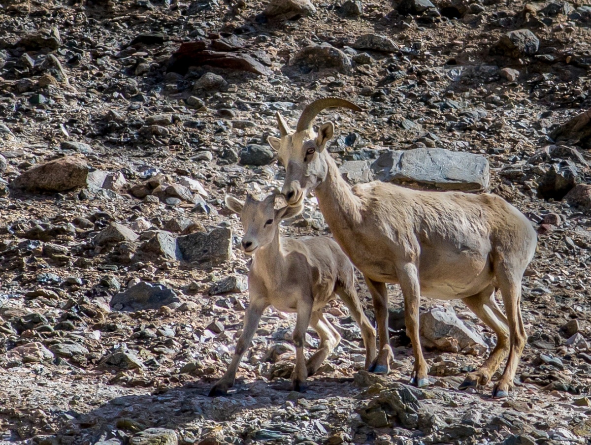 A tan mother big horn sheep stands in the middle of a rocky terrain with her small child. 