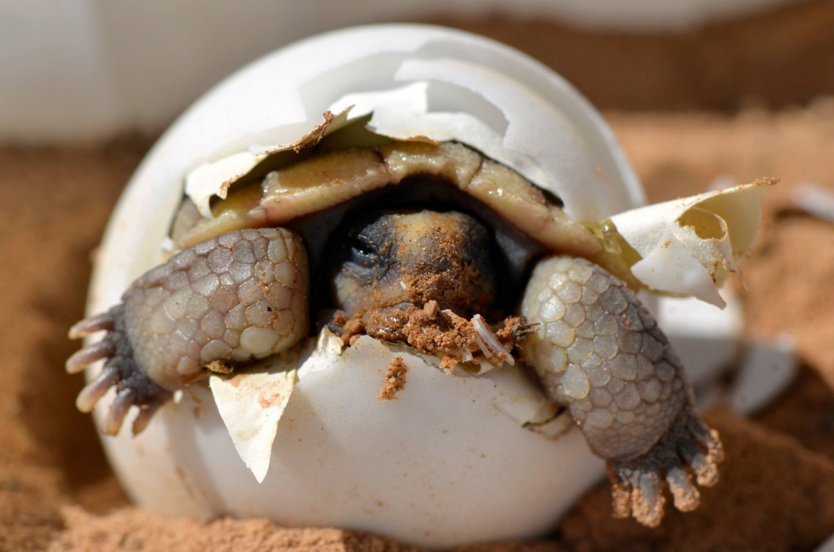 A small baby turtle hatches out of an egg. Just its head and front arms have broken through the shell, which sits in dark orange sand.