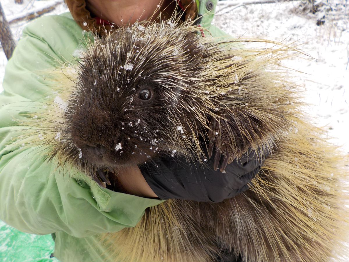 Park staff holds a porcupine to collect data during a bioblitz.  