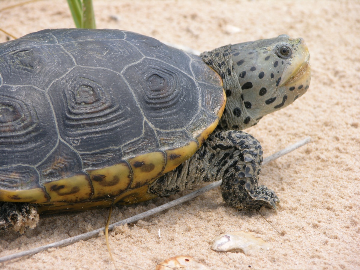 This turtle has a very dark colored shell on top that is yellow on bottom, but appears to have grey and black spotted skin. It sits in the sand.