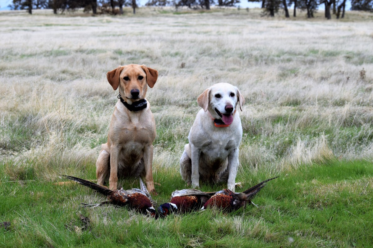 A tan dog and a white dog sit next to each other in a grassy field posing next to three dead pheasants.