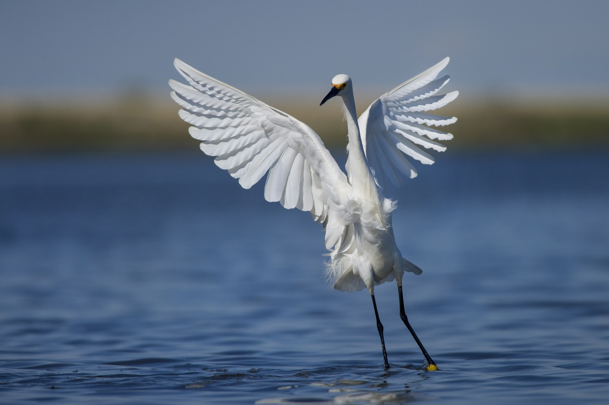 A large white bird lands on the water.