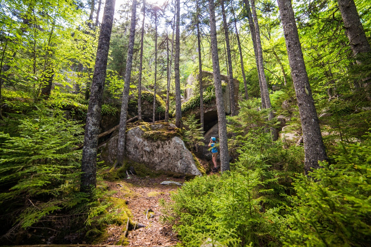 Tall, skinny trees densely populate an area already laden with light green brush and large boulders. A woman is in the background taking a picture of the scene.