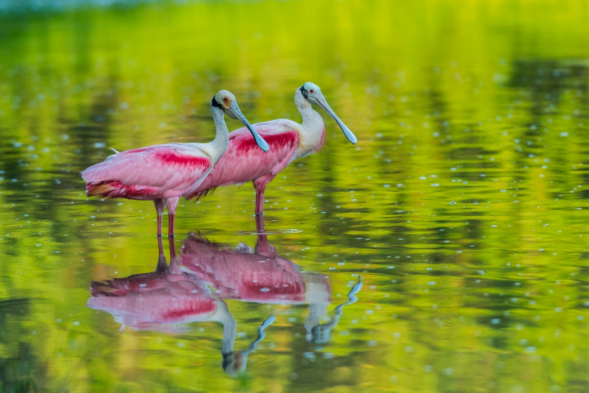 Two pink birds standing in shallow water.