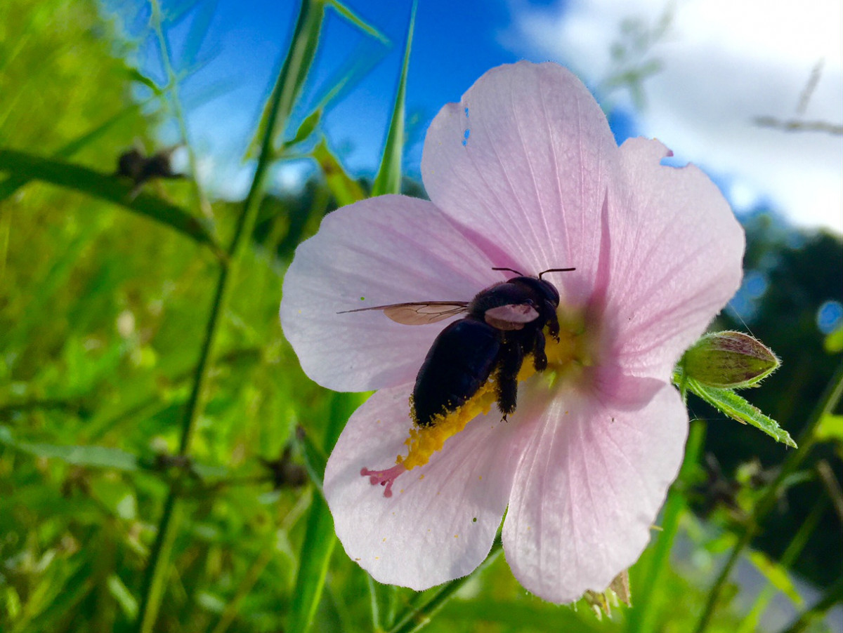 A large bee crawls into a wide pink flower.