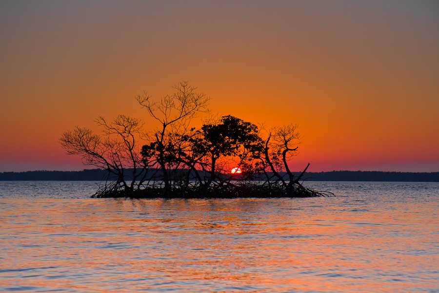 The sun sets in the background illuminating the sky in reds and orange, the sillhouette of a mangrove tree in the middle of the water