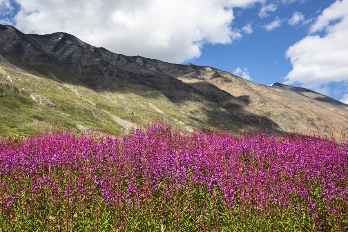 A field of bright pink flowers grows by the slope of a mountain on a sunny day.