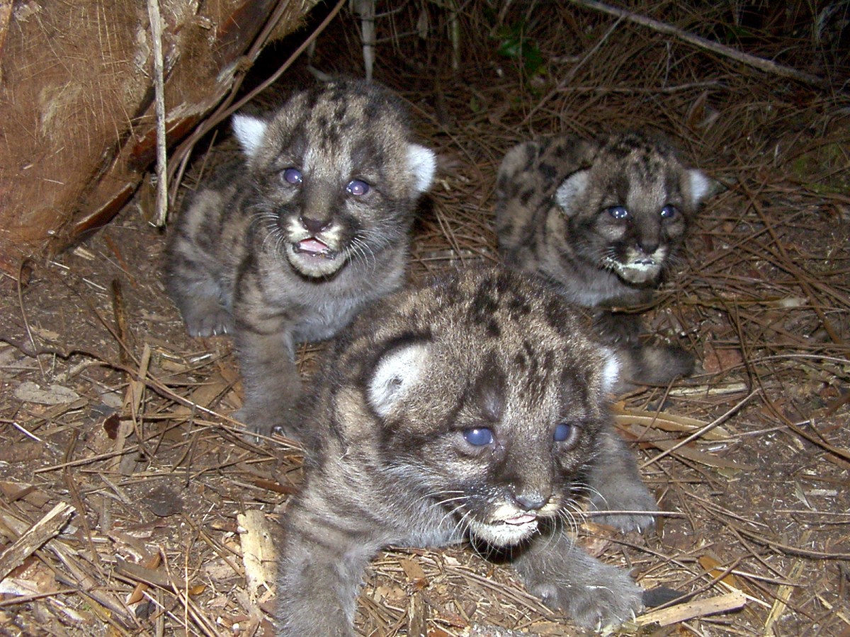 Three panther cubs sit on ground looking at camera.