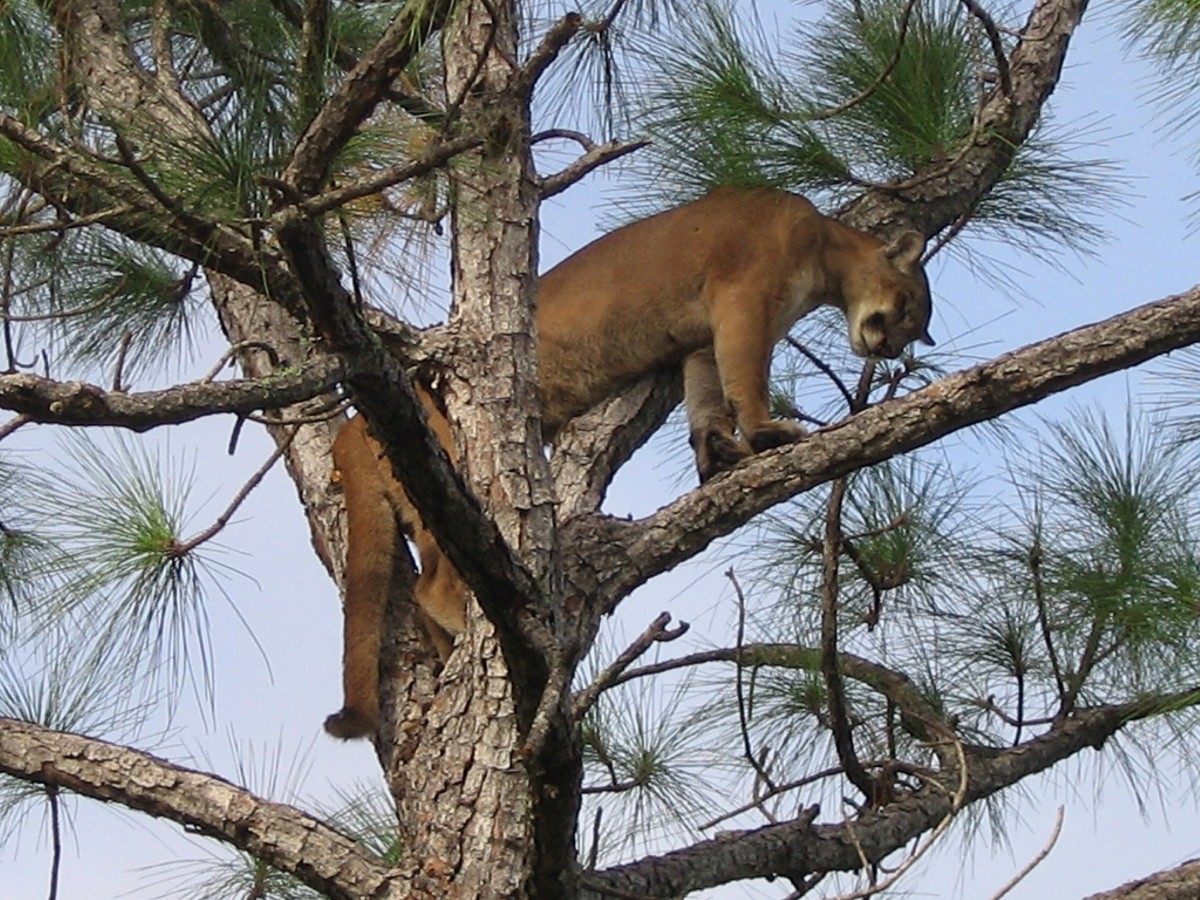 Panther sits high in tree branches and looks down at ground.