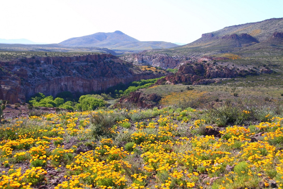 Yellow flowers carpet the desert floor to the edge of a narrow, shallow canyon on a bright, sunny day.