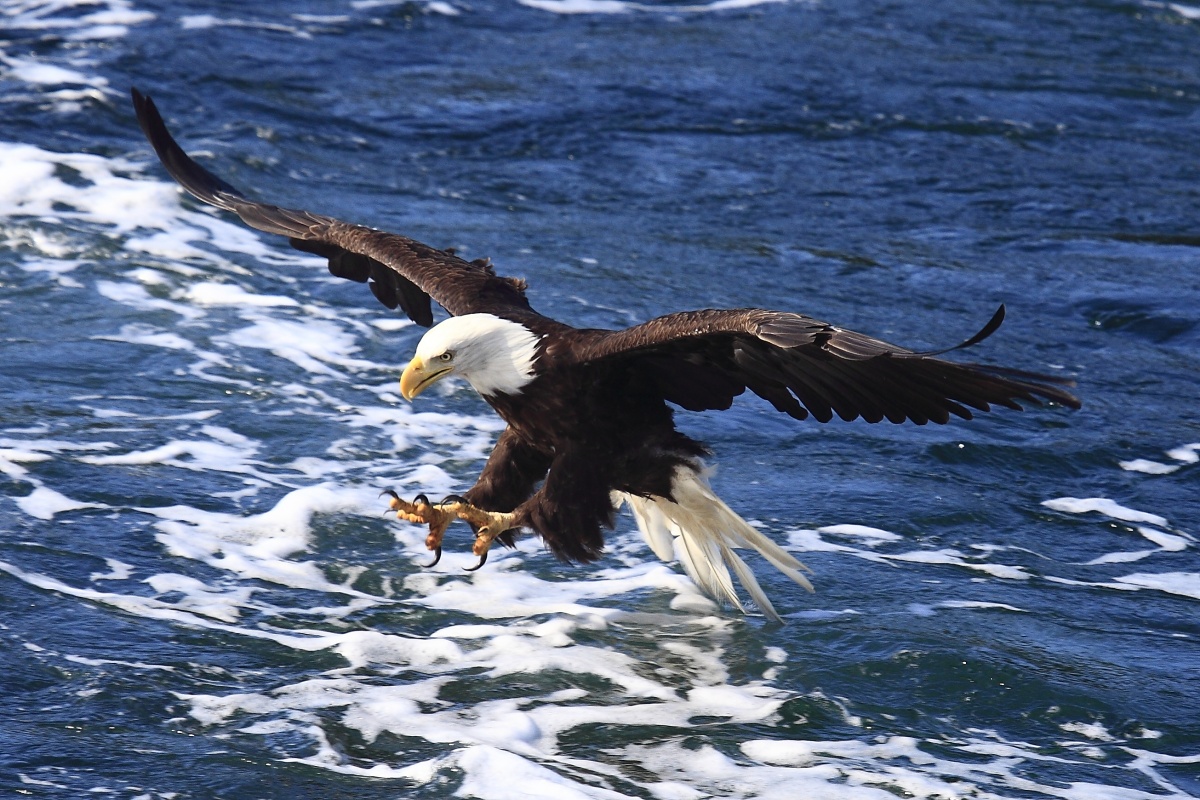 A bald eagle flying over water.