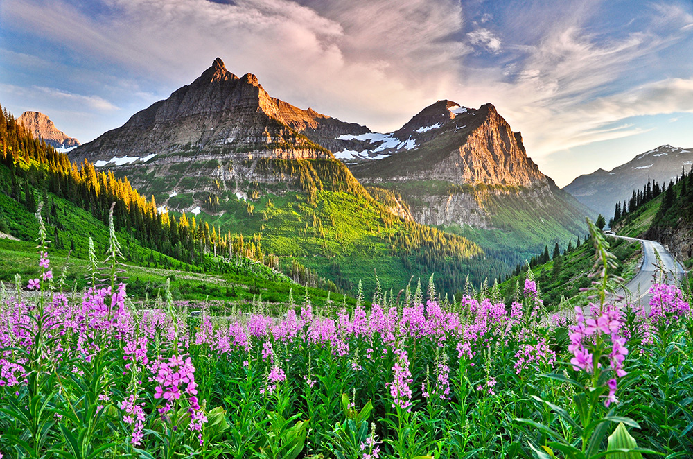 Purple flowers line the roadside with rugged mountains and a green valley in the background