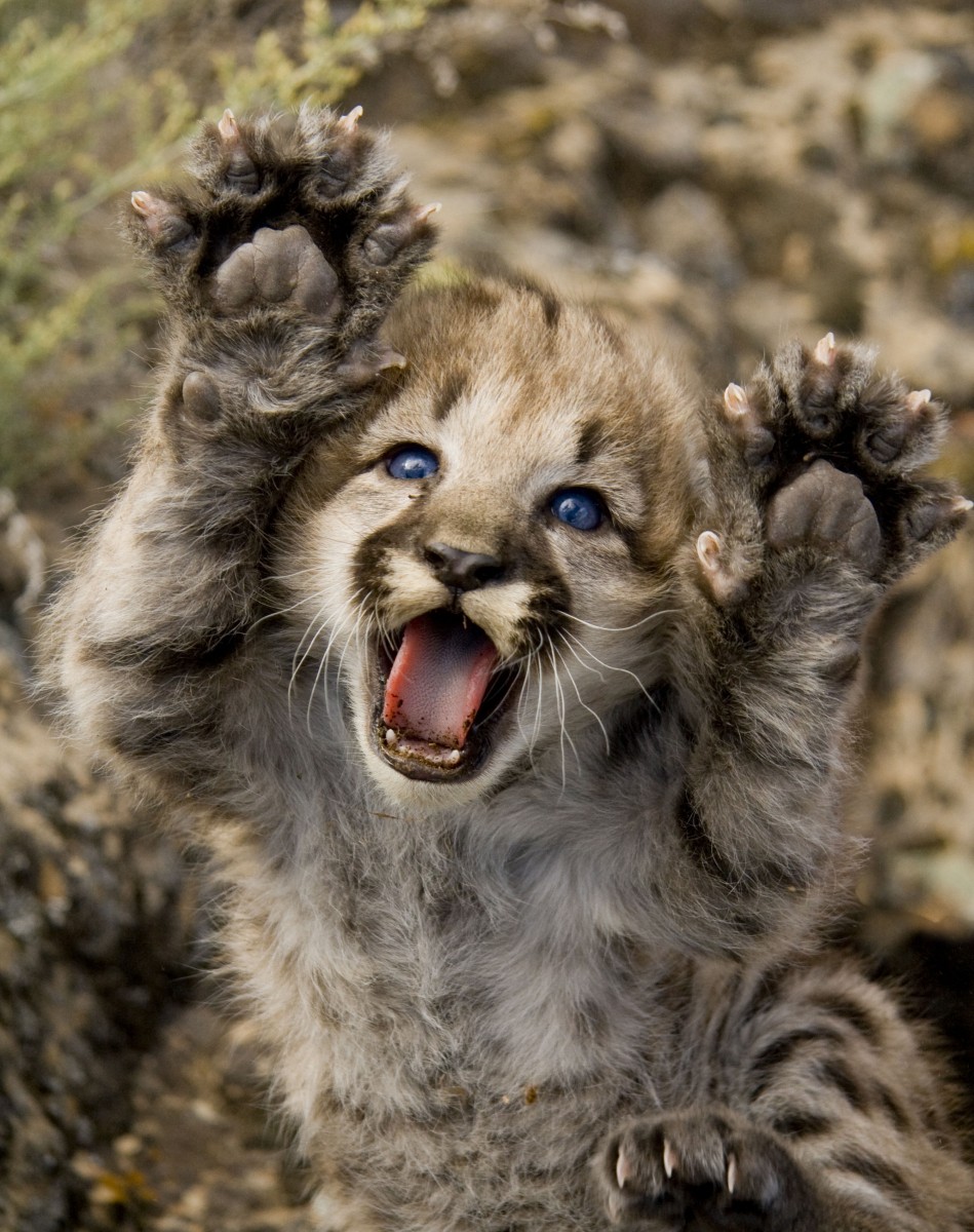 Mountain lion kitten with blue eyes extends paws.