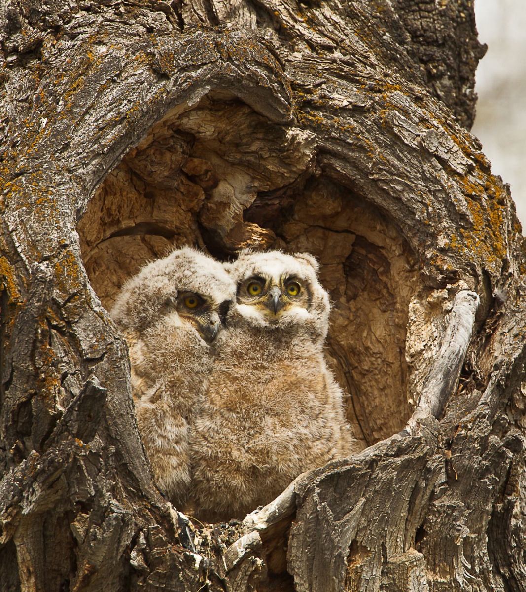 two owlets sit in a tree burrow that's in the shape of a heart