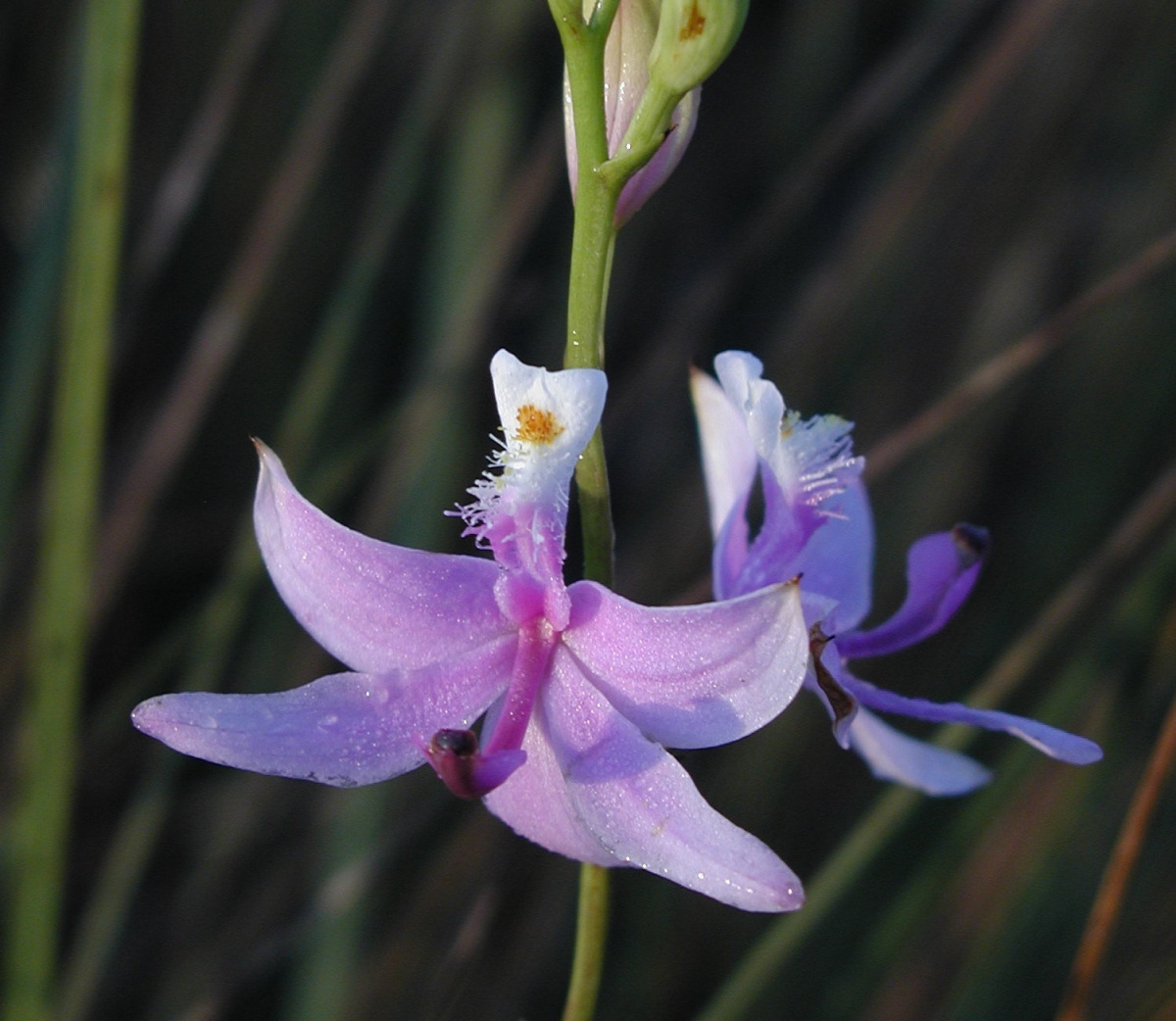 Grass pink orchid 
