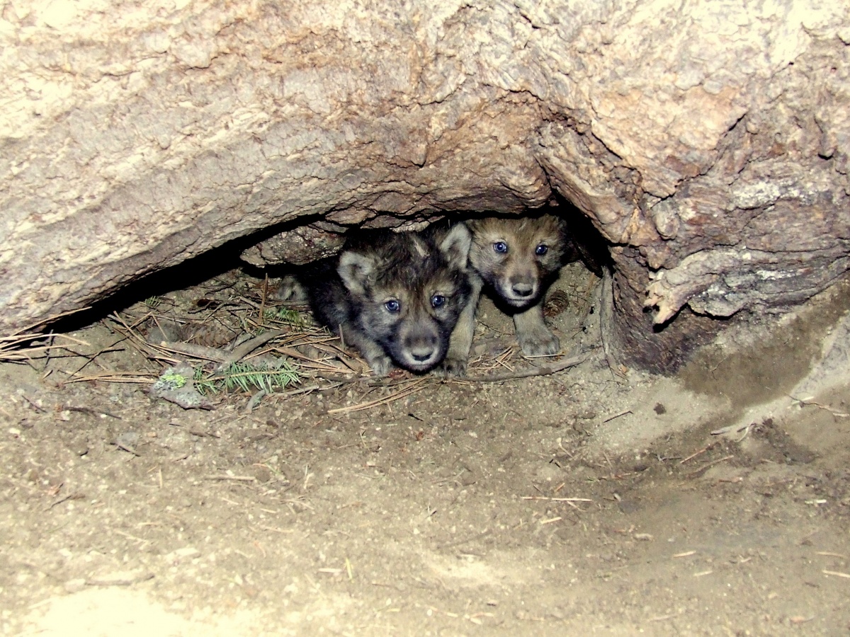 Two wolf pups look out from an opening under a large rock enclosure