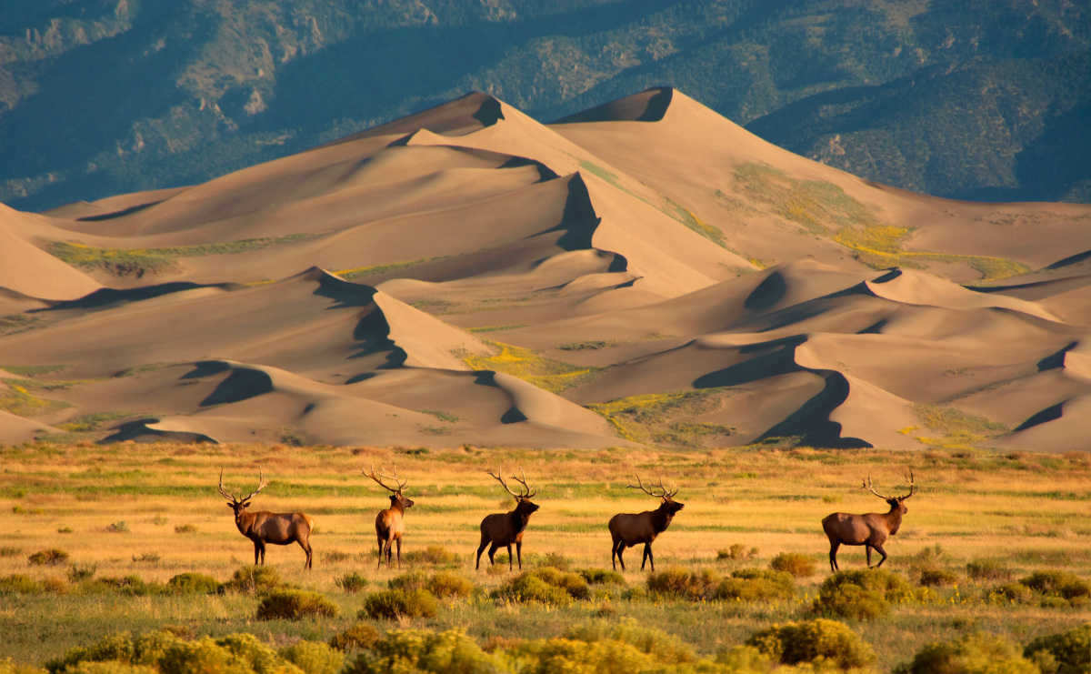 Elks walk in a valley with shrubs in front of a large, rippled dune. Behind the dunes are a mountain range.