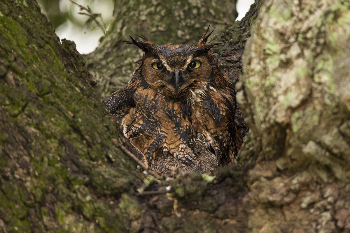 A yellow-eyed owl sits in the crook of a tree looking at the camera.