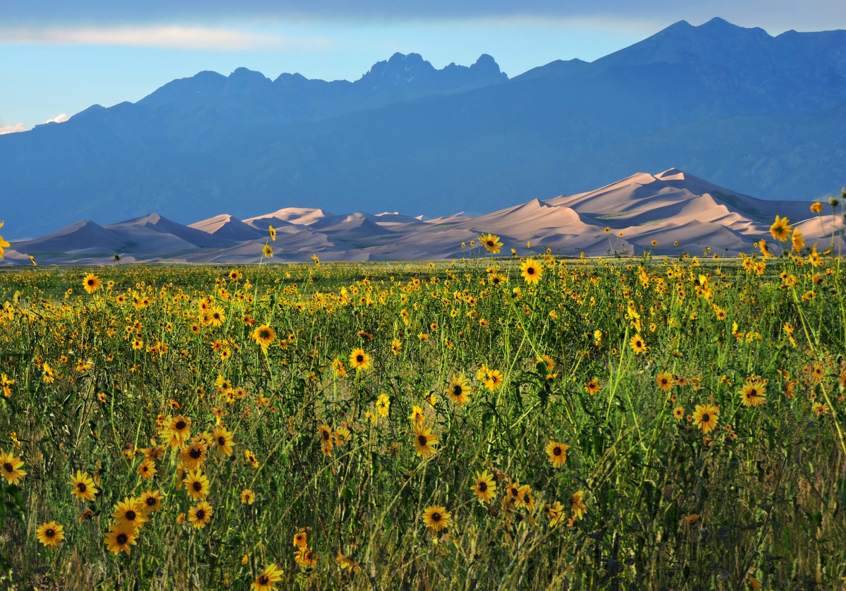A large field of yellow flowers runs back to a line of tall, curving sand dunes with tall mountains in the distance.