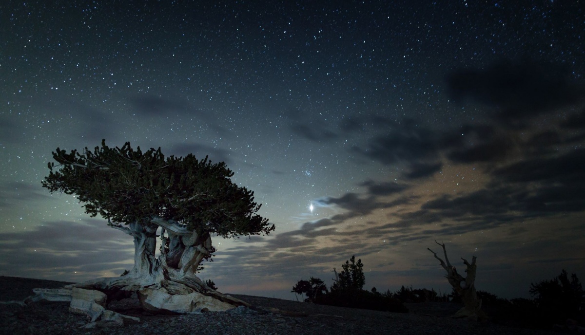 Vast, dark, starry sky in the background with large Brislecone Pine tree in the center of the photo