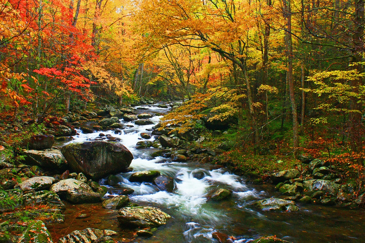 Stream runs through forest of red and yellow leaved trees