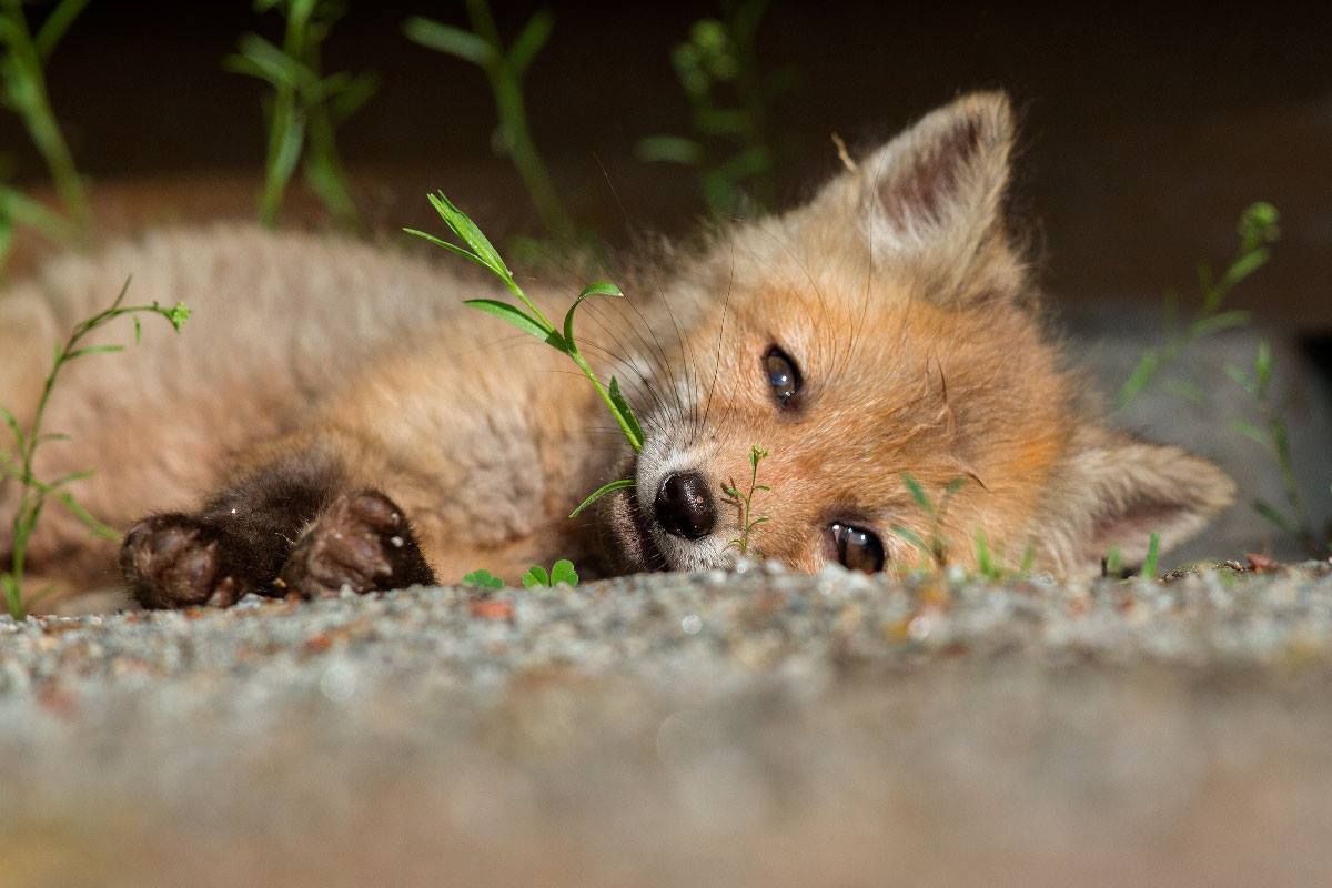 Fox pup on its side on the ground, green sprouts around it and one enclosed in its mouth