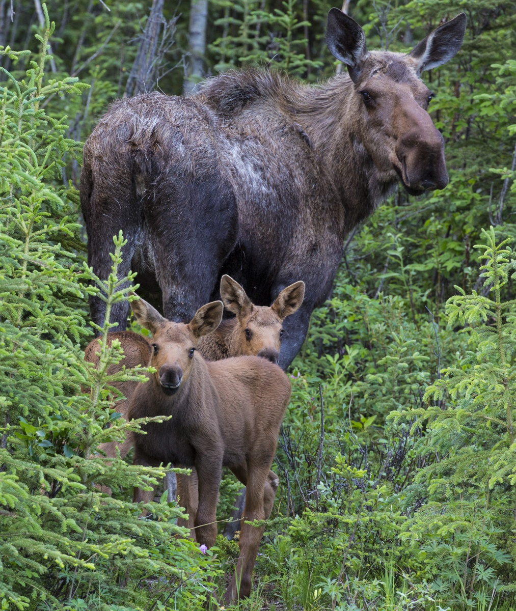 Two light brown baby moose stand in front of their tall dark brown mother in the middle of a lush green forest.