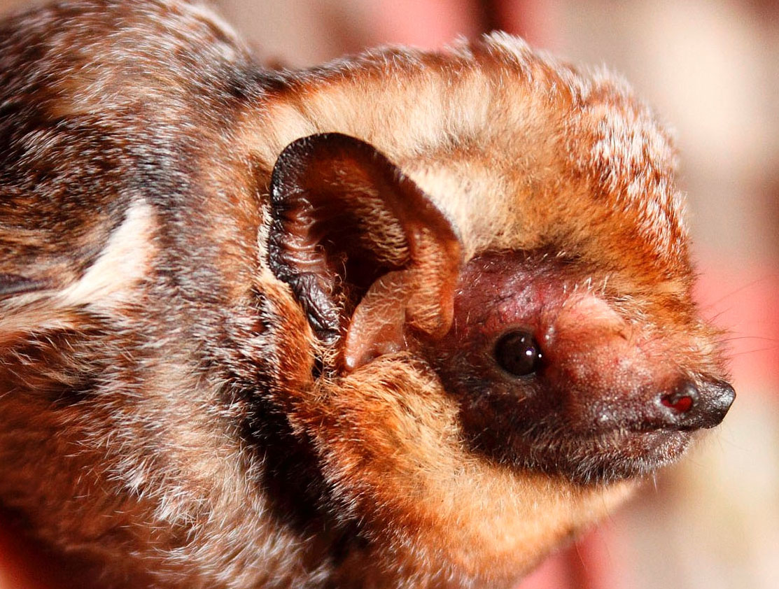 A small brown, tan, and black bat is held comfortably in a person's hands.
