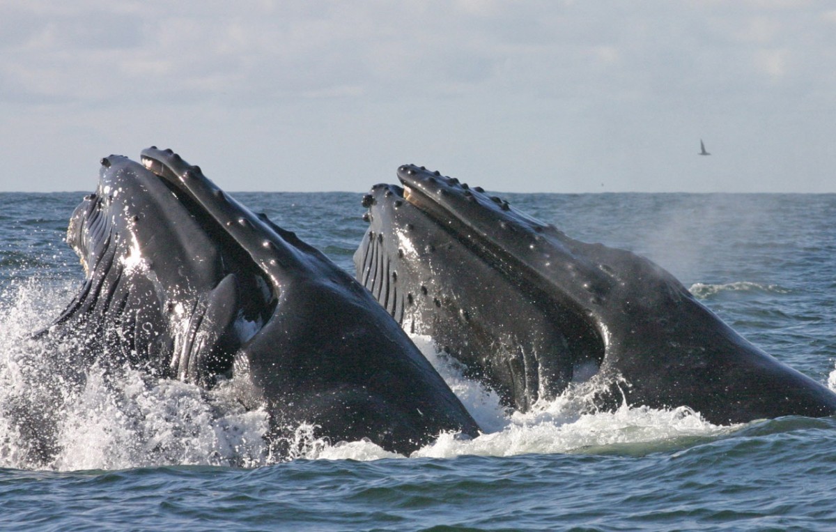 Two humpback whales breach the water.