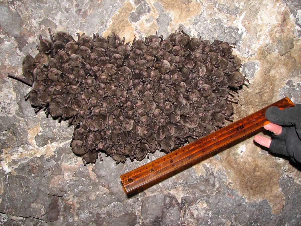 An orange ruler is held next to a cluster of dozens of tiny bats on a cave wall.