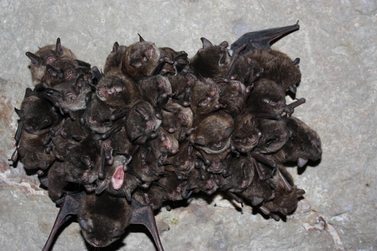 A tightly huddled cluster of dark brown bats squeeze their eyes shut as they hang upside down throughout hibernation.