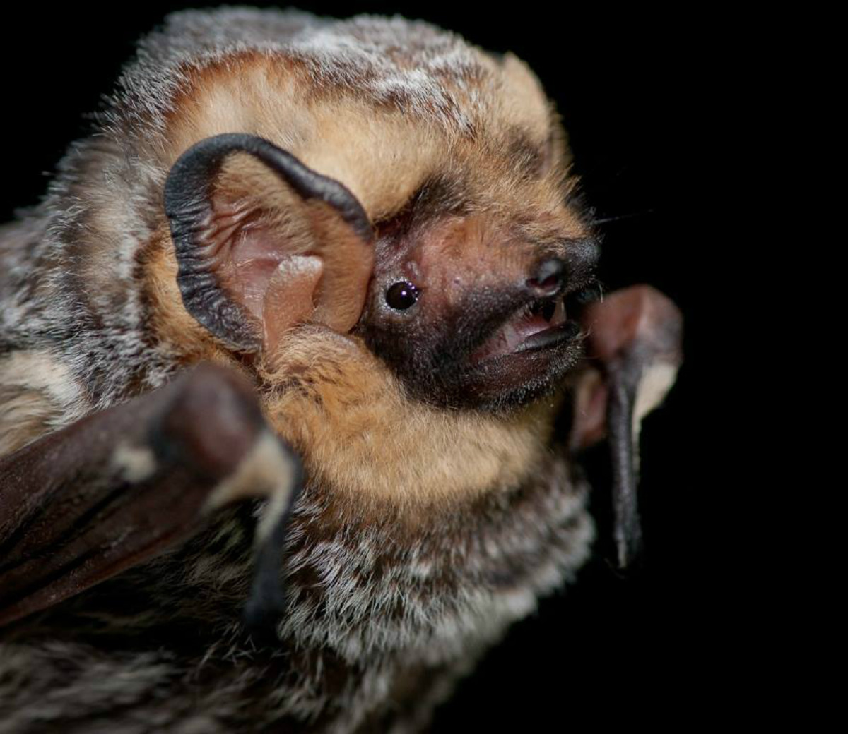 A brown bat with a small face on a big head with large ears.