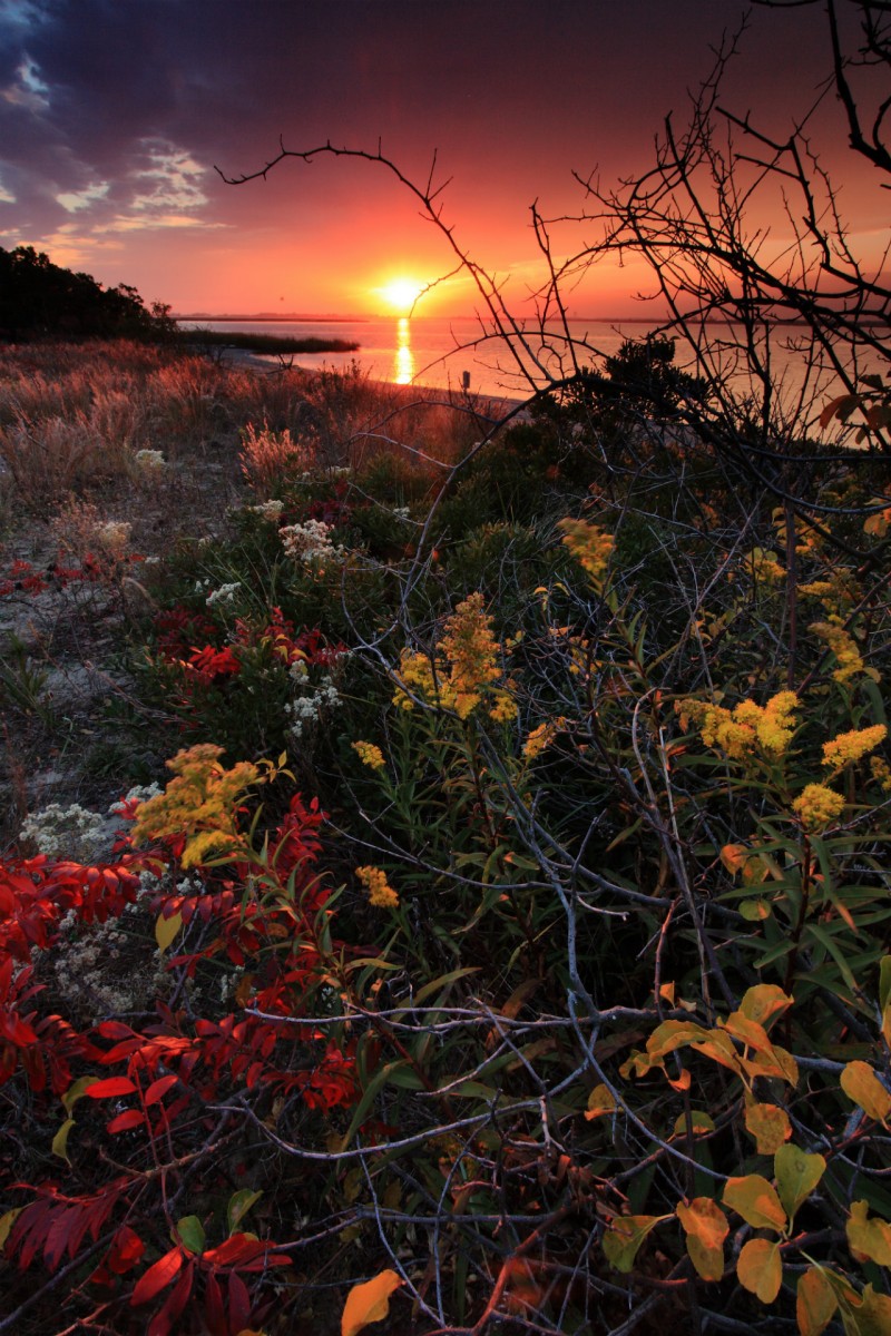 Bushes with red and yellow leaves grow in a field next to a wide bay under a pink sunset sunrise sky.
