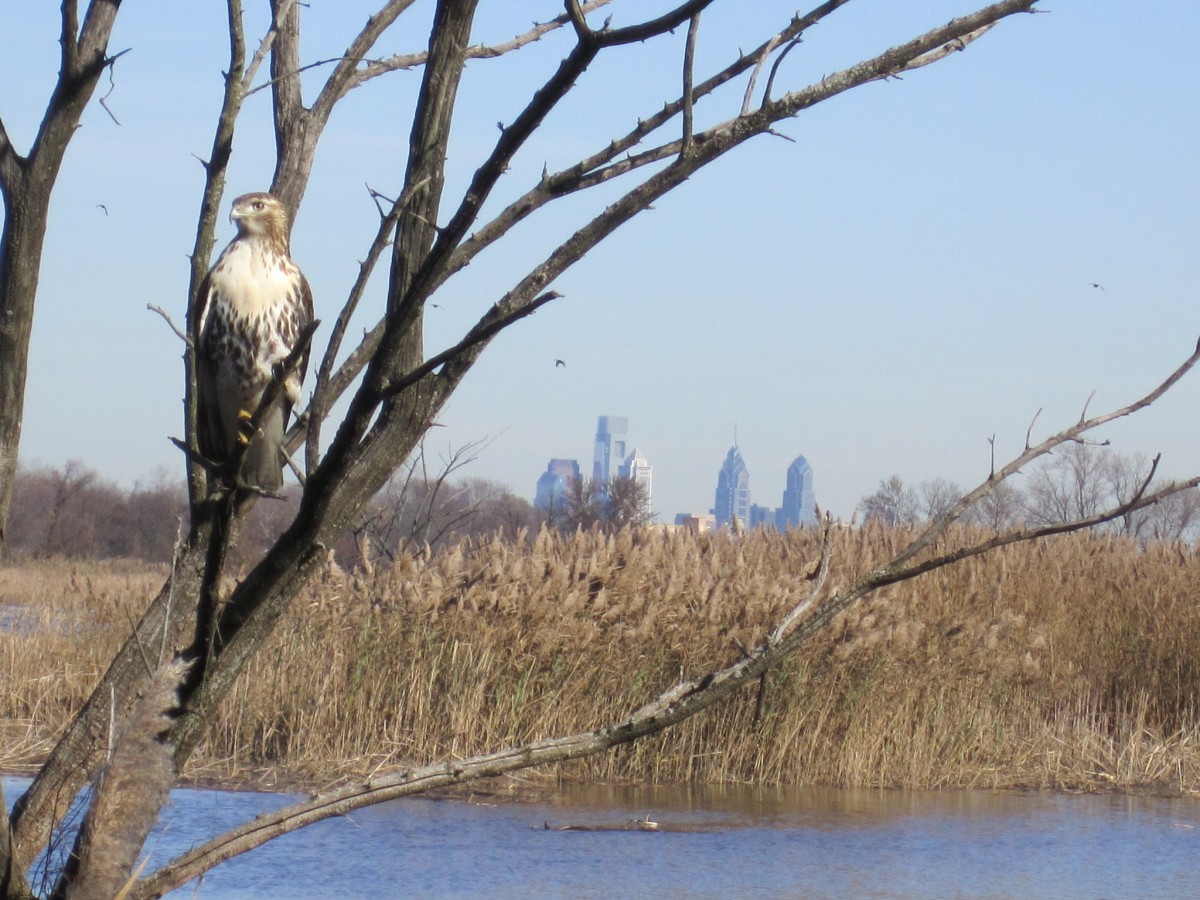 A hawk perches on a leafless tree branch with a city skyline in the background