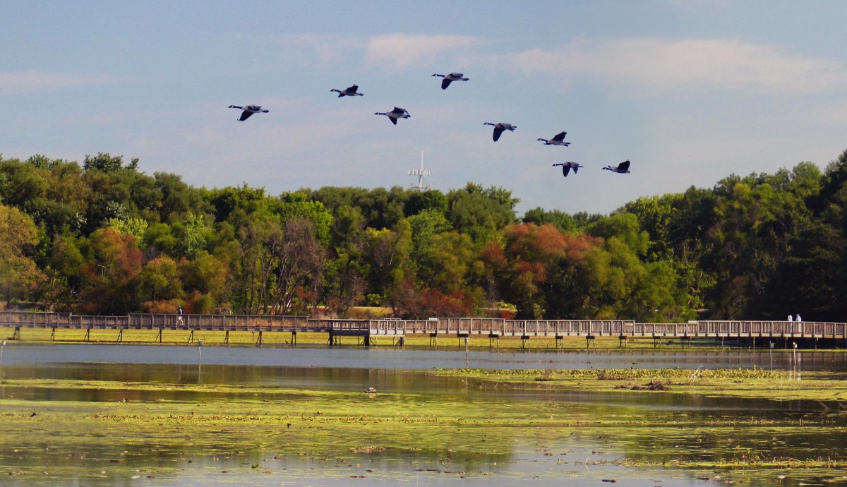 A boardwalk through through marsh with birds flying overhead