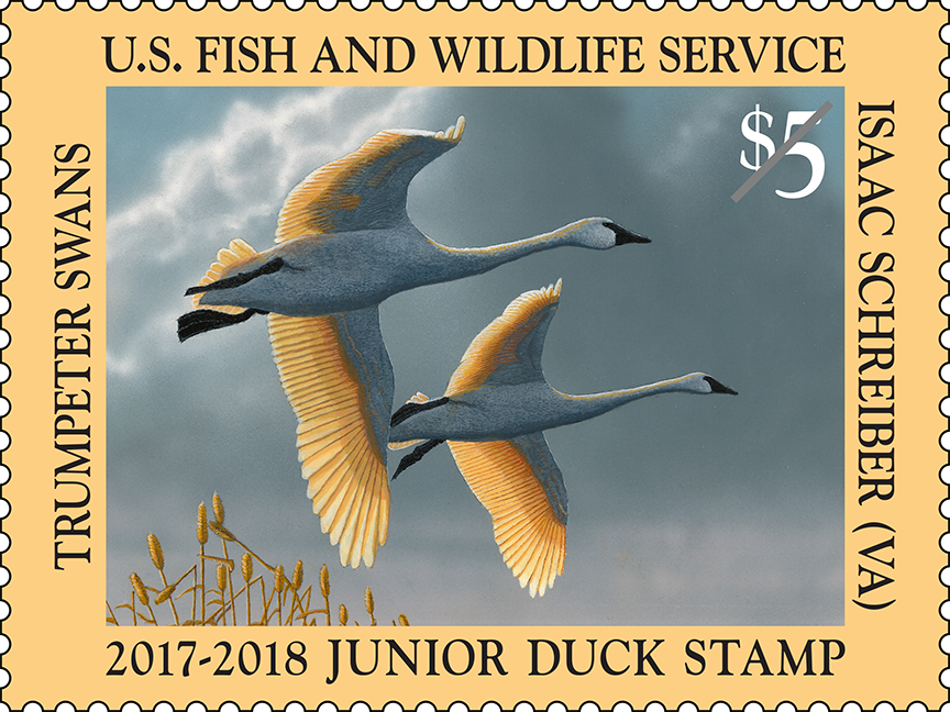 A pair of two white trumpeter swans fly across a dark, cloudy sky on the 2017-2018 Junior Duck Stamp