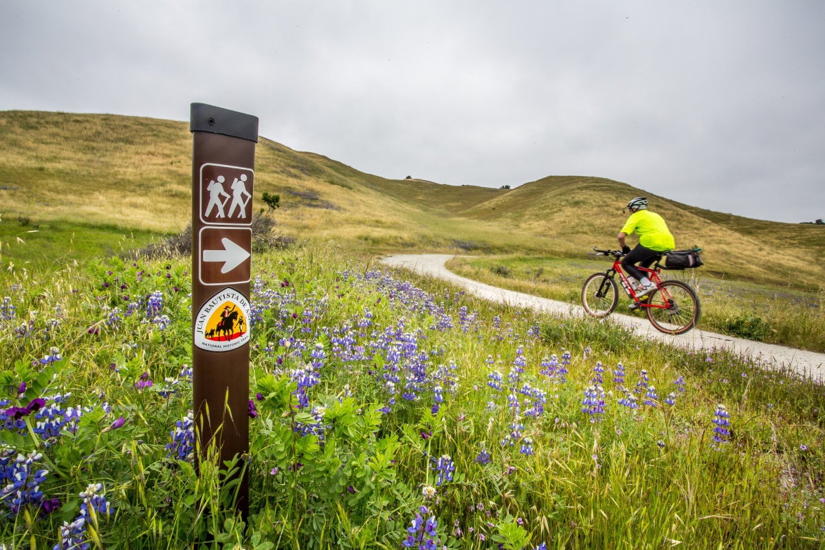 A bicyclist rides a trail with purple flowers and a trail post to the left of the photo 