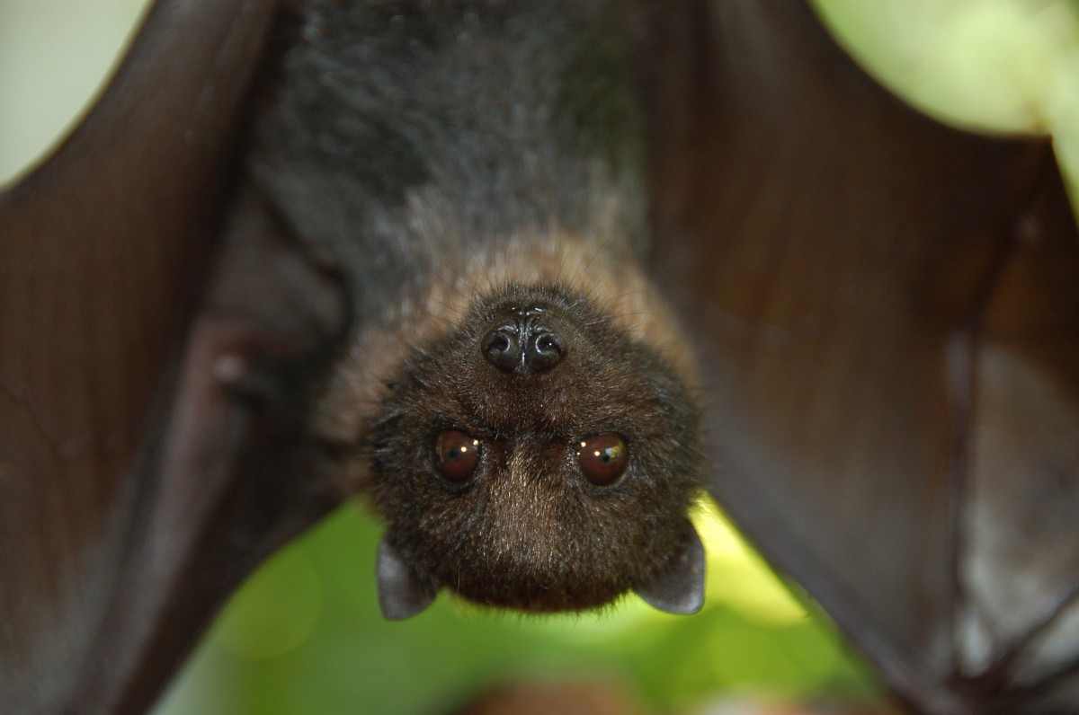 The head of a small bat with beady brown eyes fills the foreground and the rest of its lithe body hangs upside down in the background.