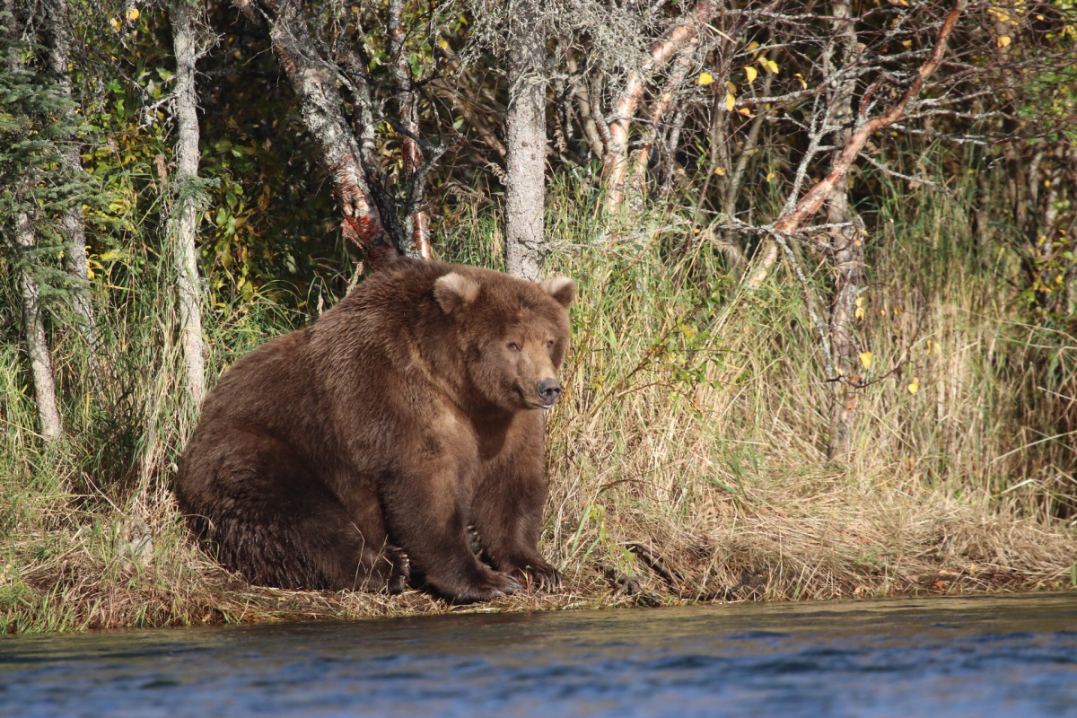 Large fat brown bear sits in the water