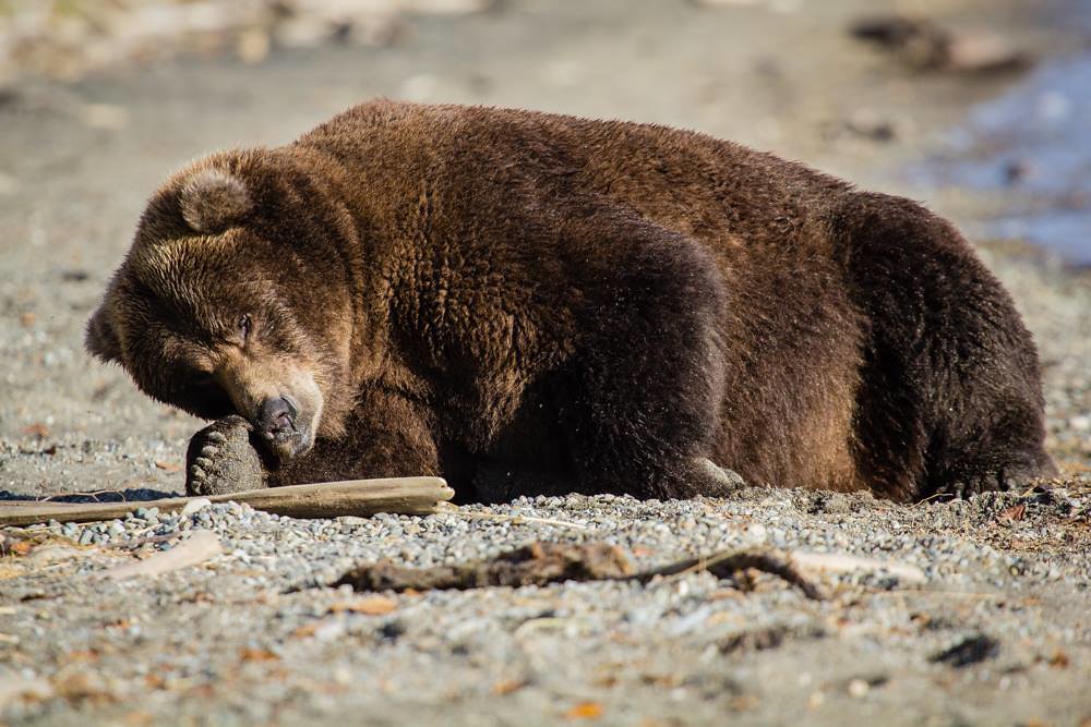 Fat brown bear laying down. 