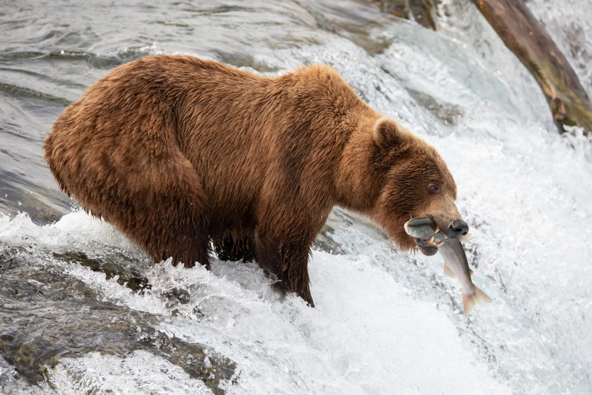 Fat bear a catches salmon in its mouth in the water