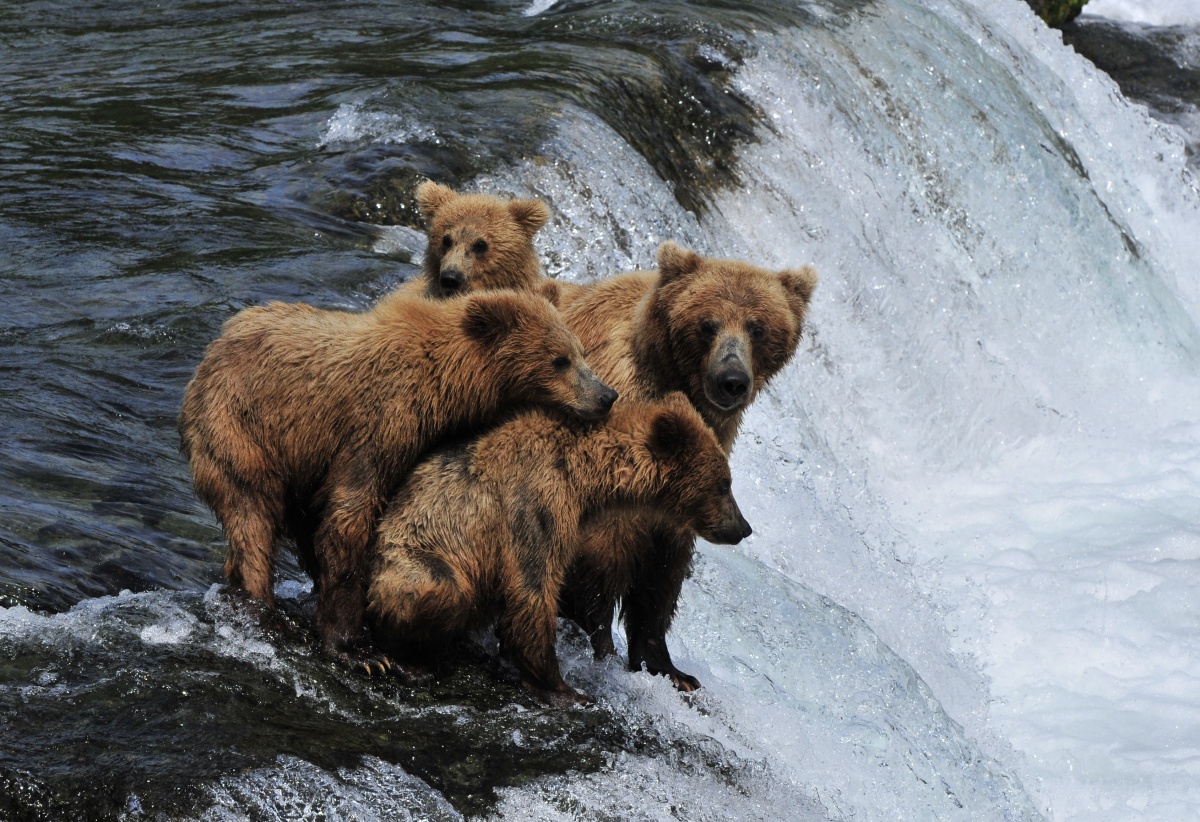 A large bright brown bear stands with her three cubs in the middle of the water at the top of a deep blue and white rushing waterfall.