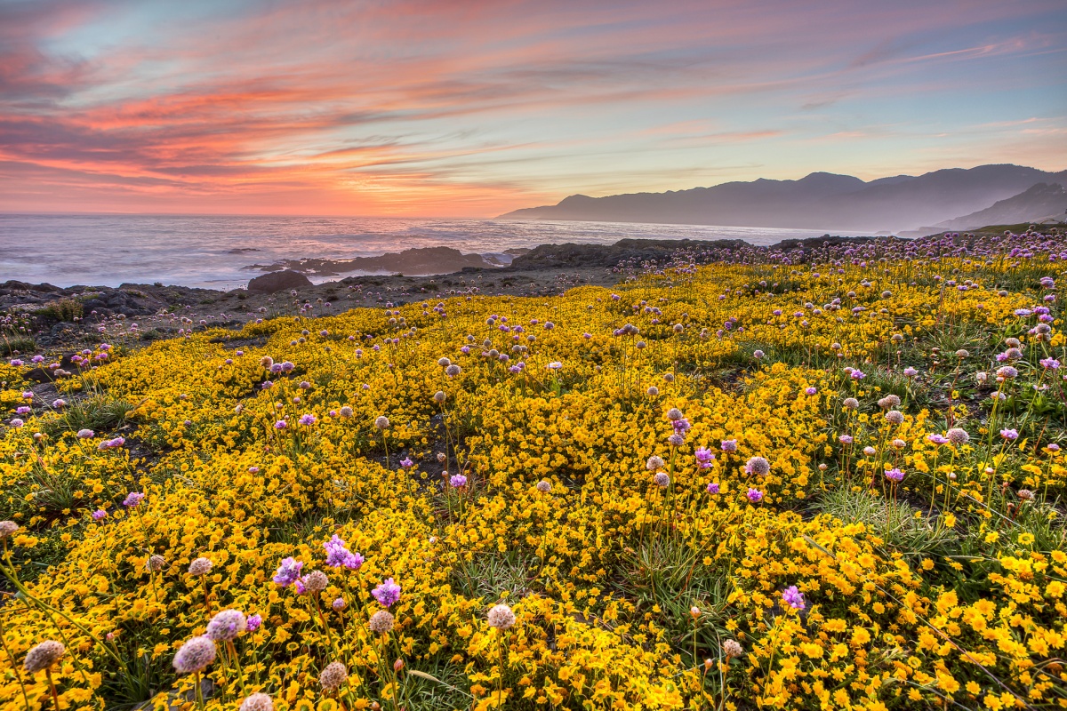 field of wildflowers and beach in background