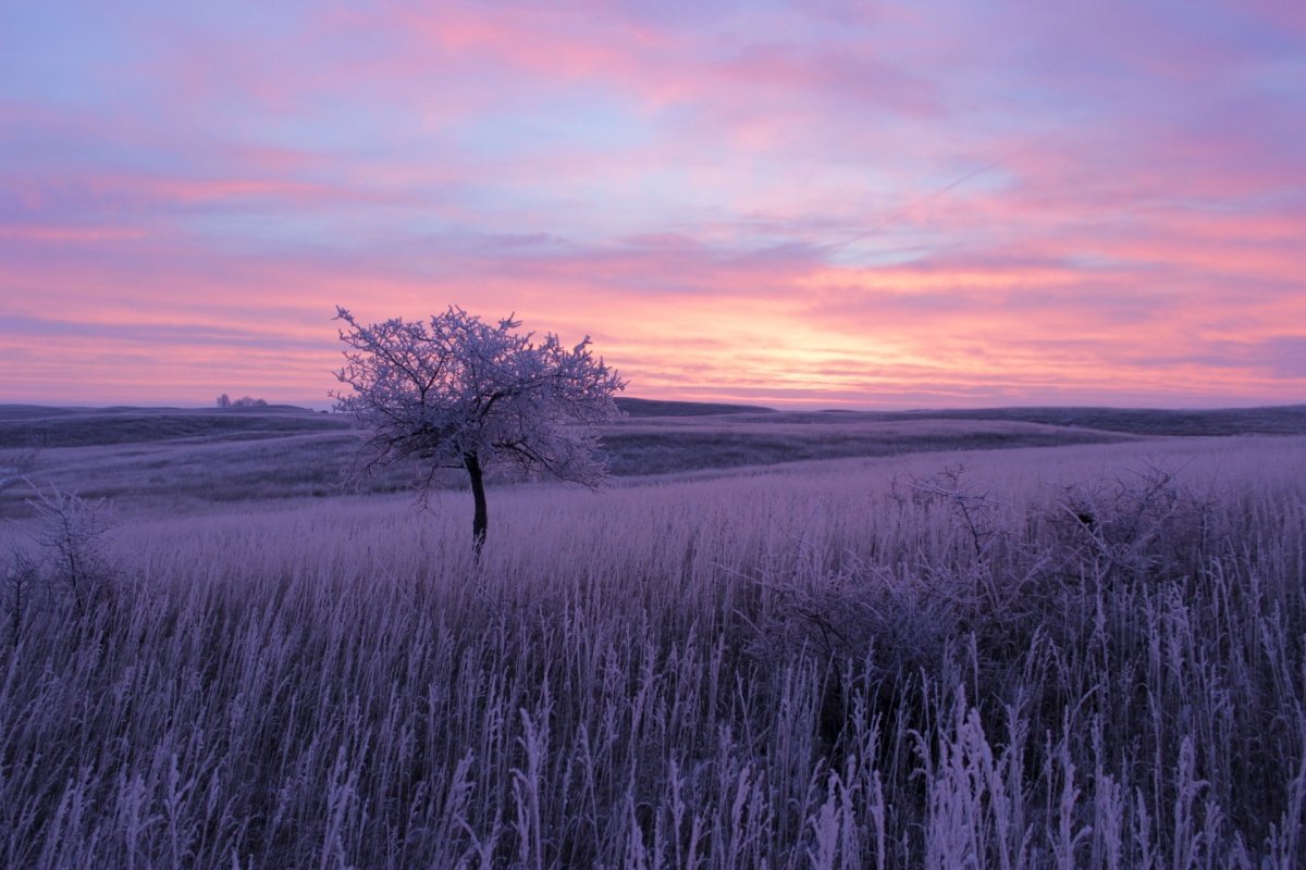 Frost covers tall grass and a single tree on a landscape of rolling hills under a purple and pink sunrise.