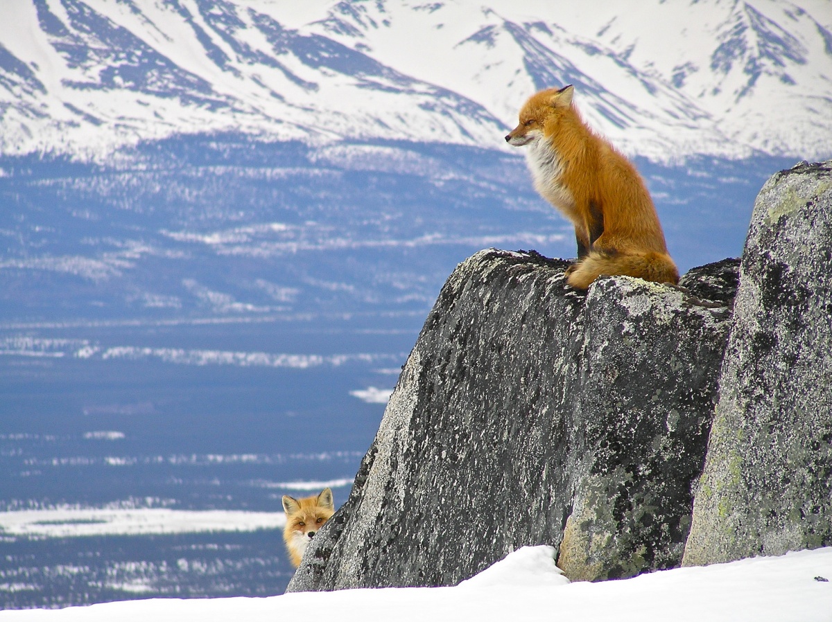 fox peeks around a rock as another fox on the rock looks into the distance