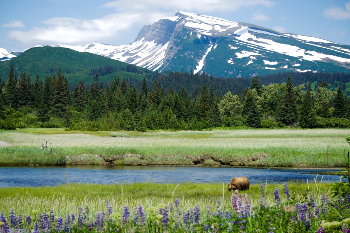 A tall snowy mountain and green trees are the backdrop for a wide open field of green grass and a blue pond. A bear walks through the meadow, and purple flowers line the foreground.