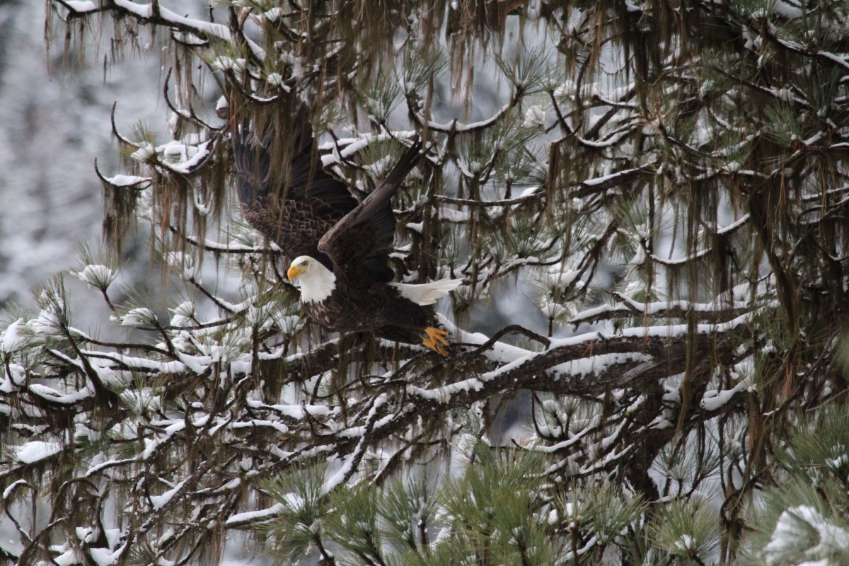 A bald eagle takes off from a snow covered tree limb.
