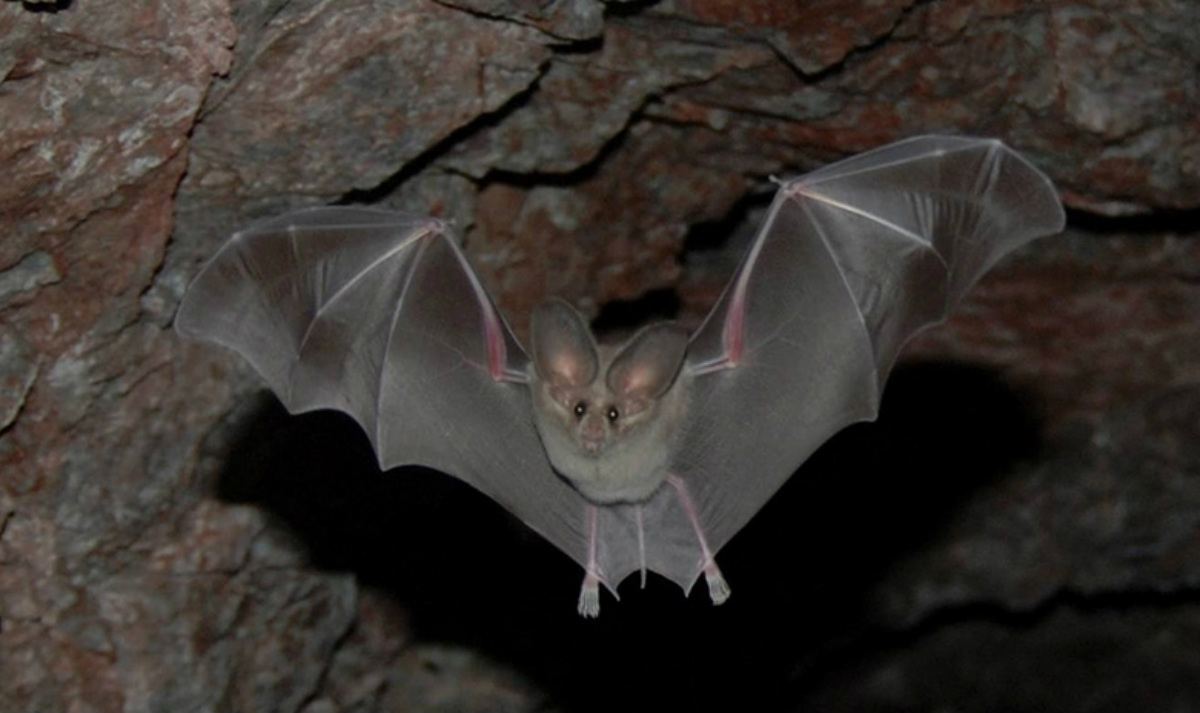 A dark brown bat opens up its full wingspan as it flies in a cramped stone cave.