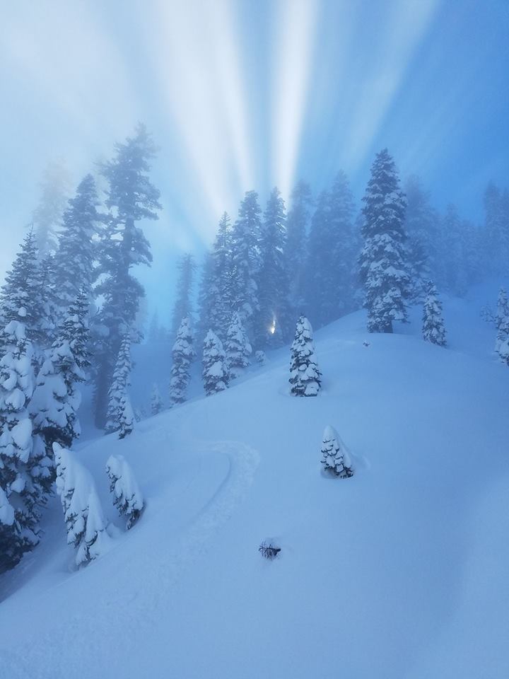 Light streams through snow covered trees on a steep mountain slope.