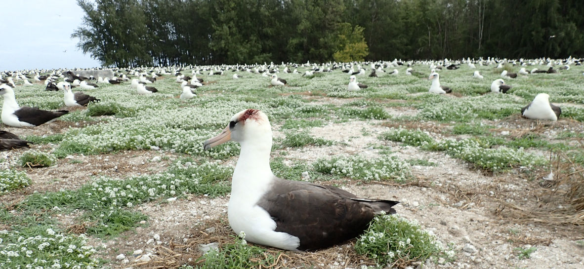 Invasive house mice cause injury to nesting birds like this Laysan albatross